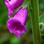 王爷在花园含乳 dmrjdi2372