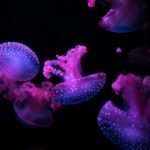 toon boom harmony:探索动画制作的强大工具与创作潜力 9h0gr